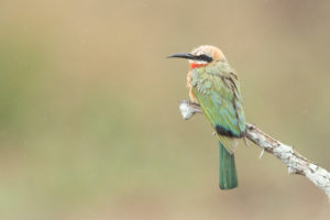 White-fronted Bee-eater (Merops bullockoides), individual perched on a branch, Mpumalanga, South Africa White-fronted Bee-eater (Merops bullockoides), individual perched on a branch, Mpumalanga, South Africa